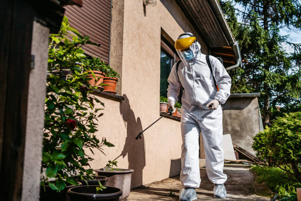 Best Flea Control Services  in Hoxie, AR