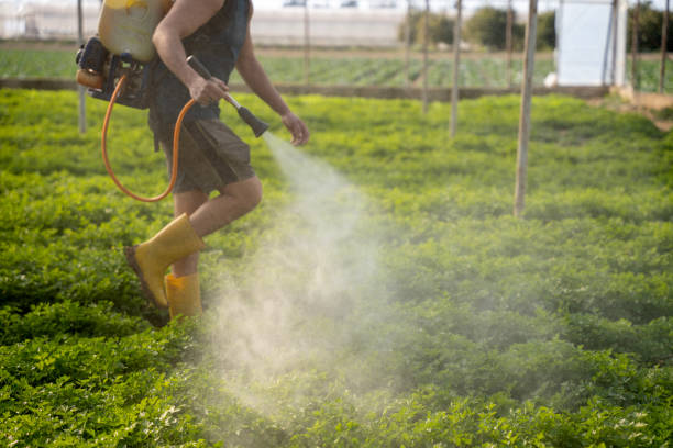 Best Wasp Removal Services  in Hoxie, AR